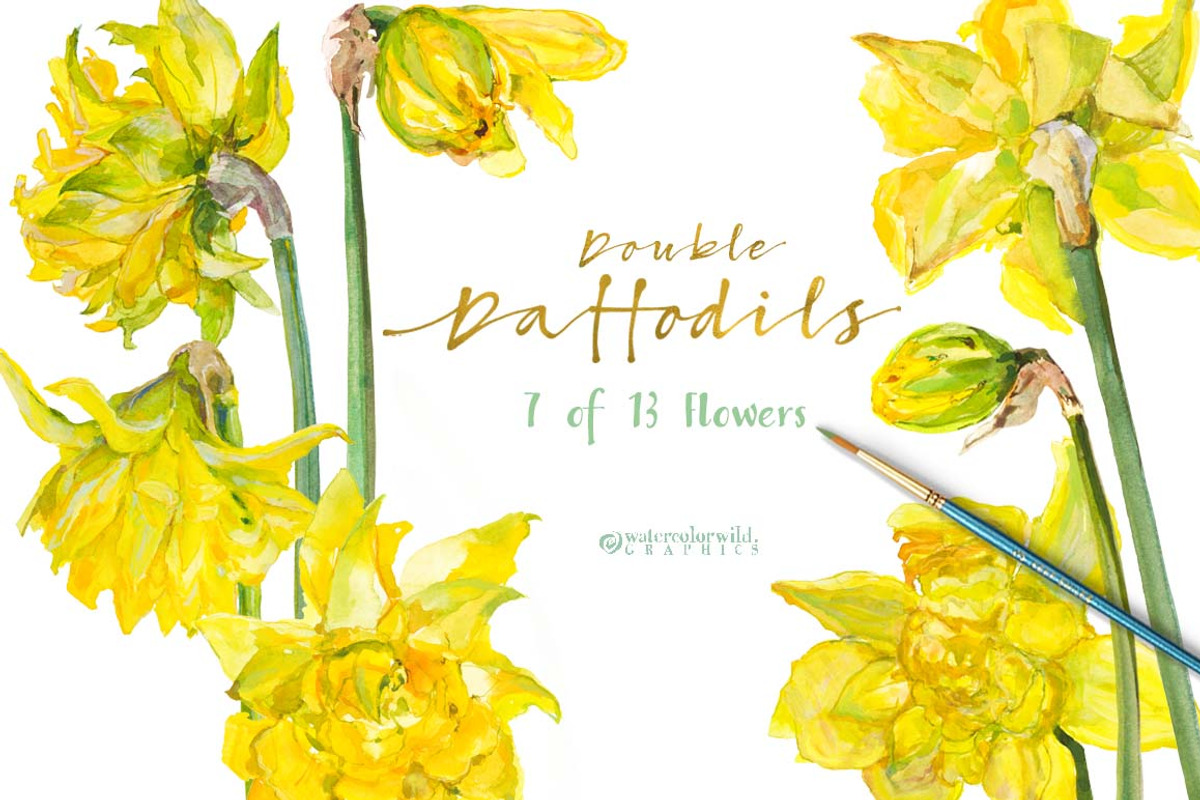 Double Daffodils, an Illustration by watercolorwild.graphics (Photo 4 of 6)