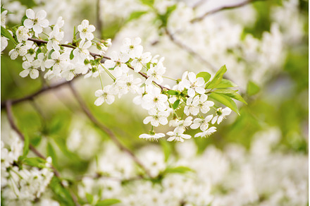 Cherry flowers frame, a Nature Photo by Nature and travel
