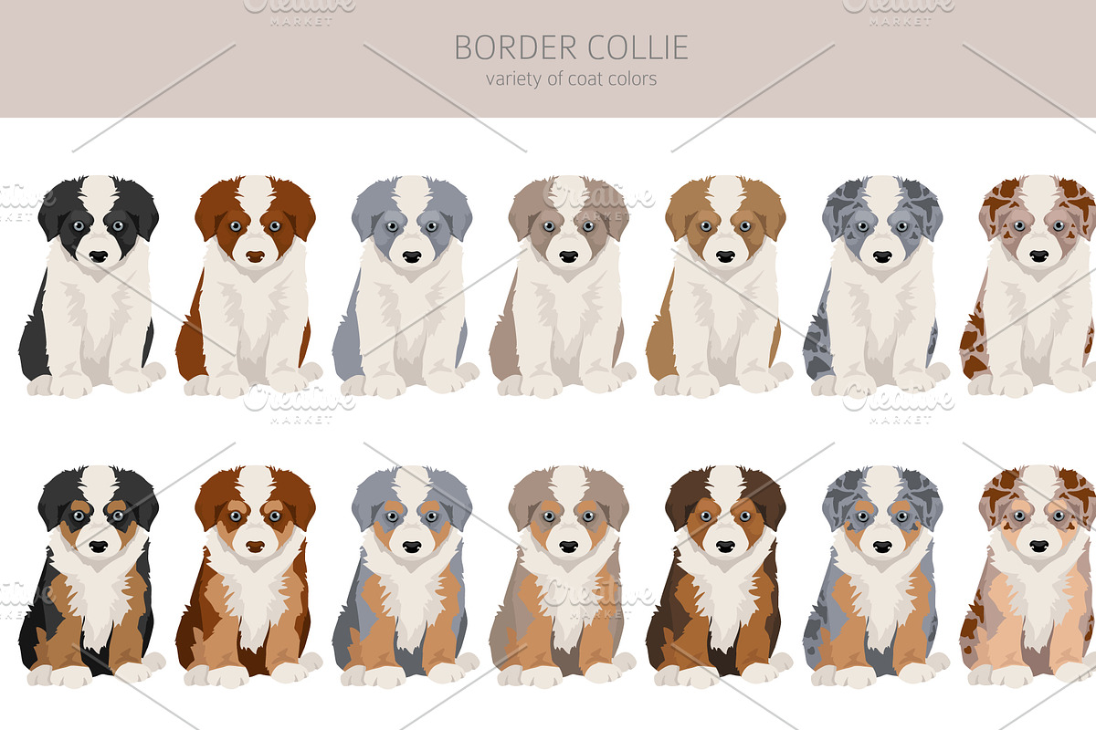 Border collie clipart