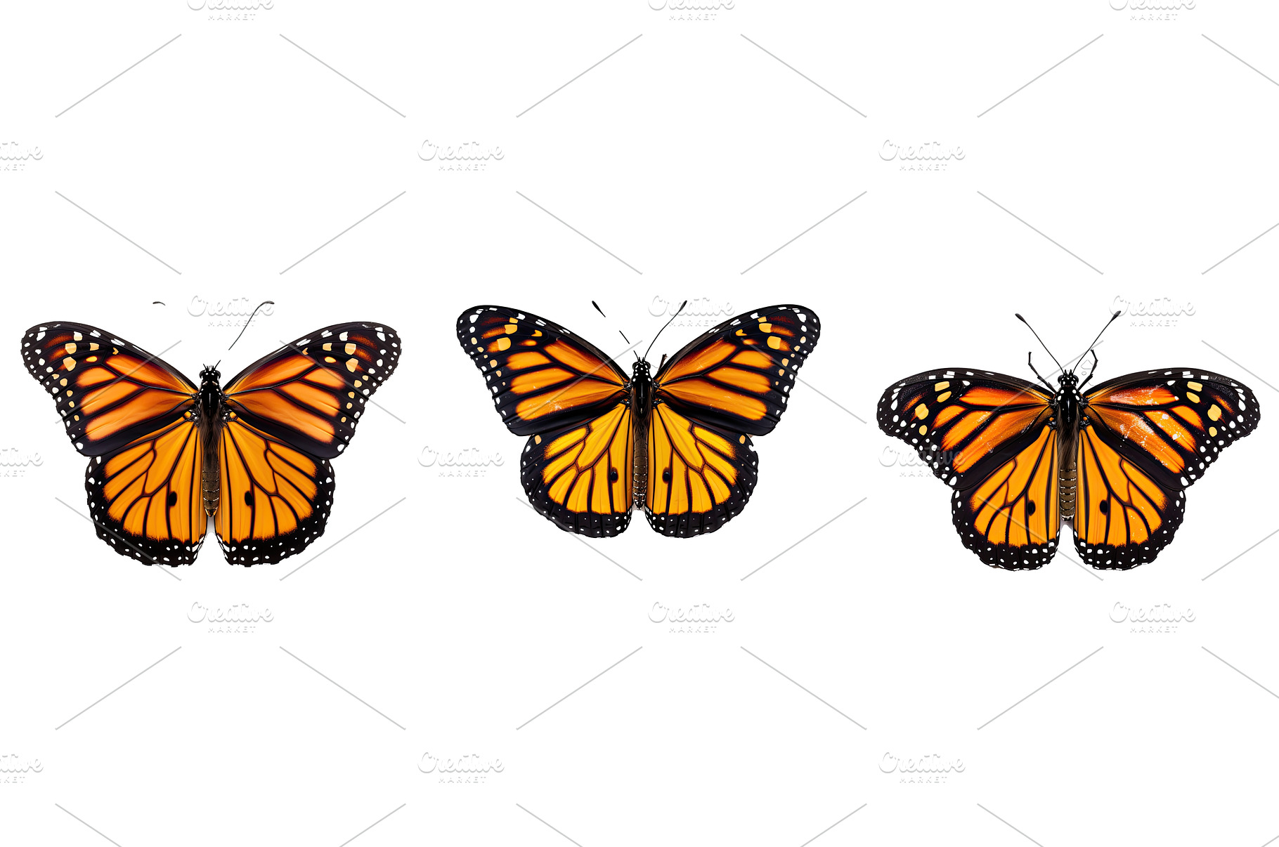 nature monarch animal, an Animal Photo by pikepicture