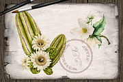 US State Flowers Part 3 Illustration, a Decorative Illustration by DioFlow (Thumbnail 4 of 5)