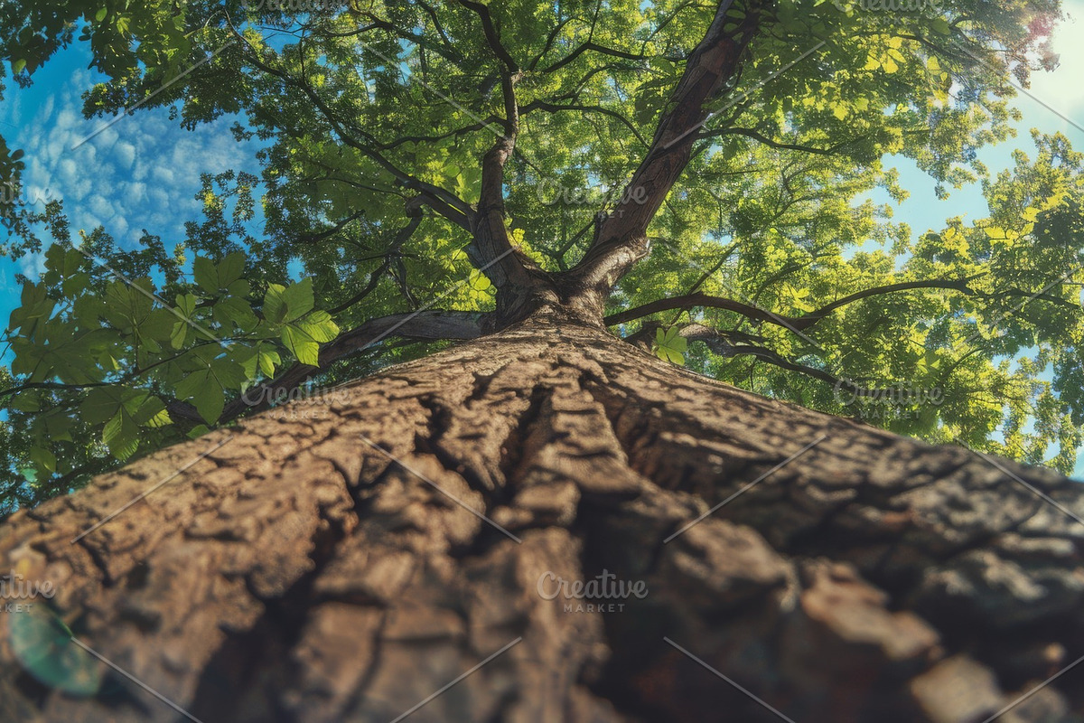 98 Trees view from below, a Nature Photo by Handmadefont (Photo 2 of 98)