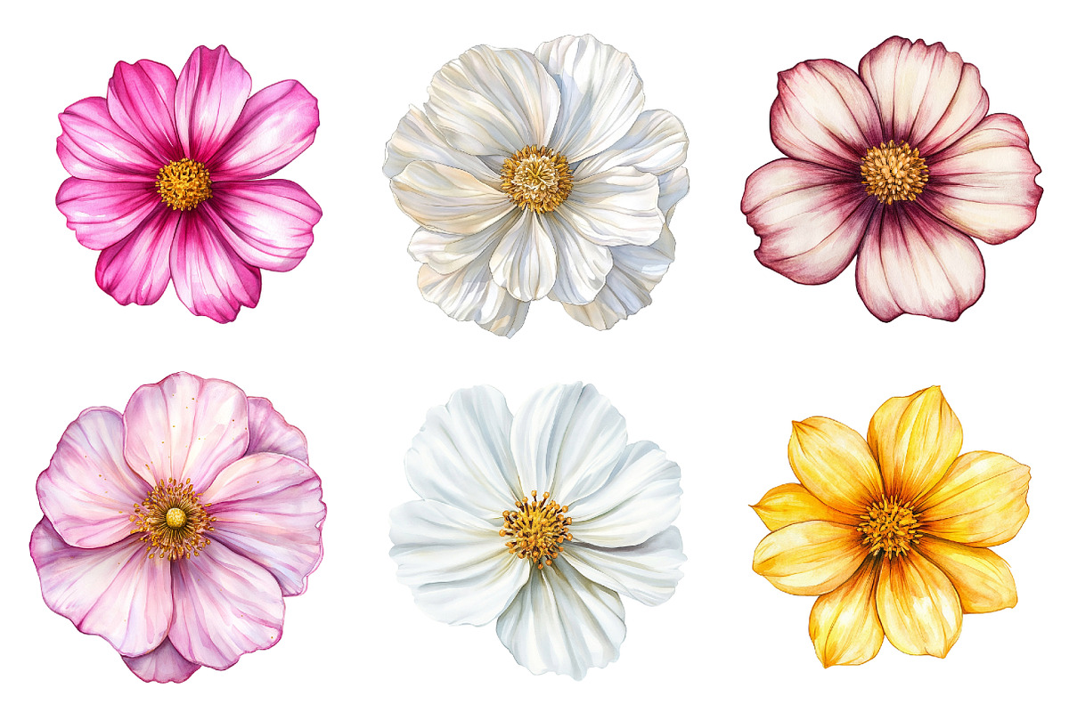 Watercolor Cosmos Clipart, a Seasonal Illustration by Design Market