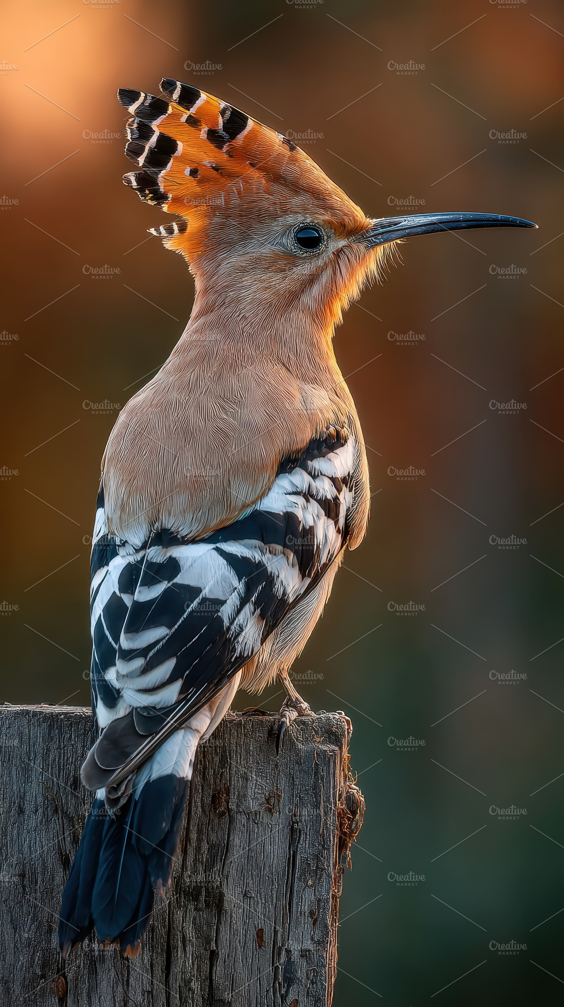 Eurasian Hoopoe perched on wooden po, a Photo by Pixeness Studio