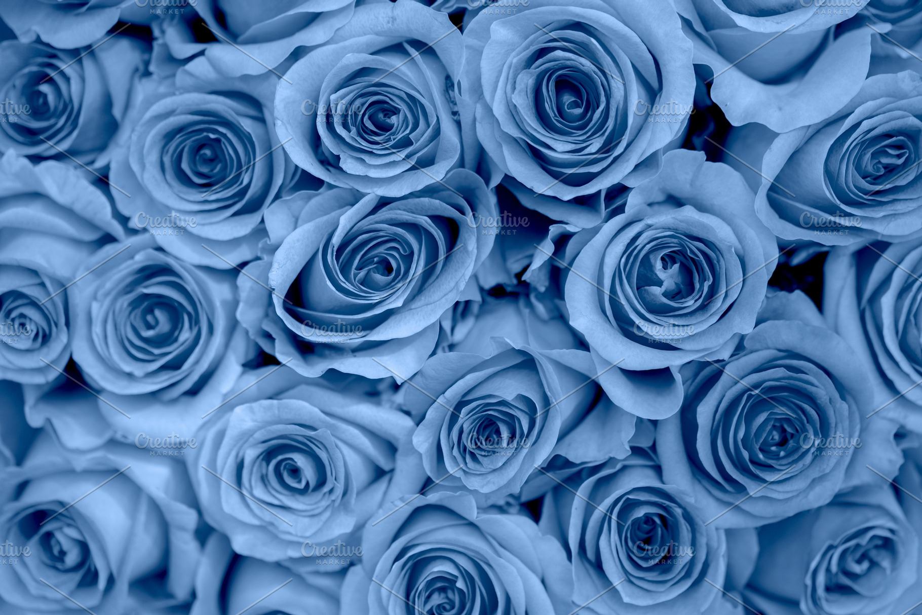 Beautiful background of blue roses, a Nature Photo by Vladimir Popovich