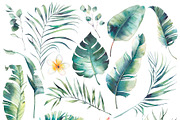 Tropical botany collection, an Object Illustration by Eisfrei (Thumbnail 2 of 6)