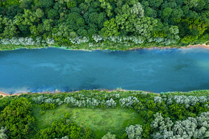 top view of summer green trees with