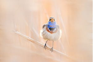 Majestic Bluethroat Bird Singing in, an Animal Photo by Pakosta
