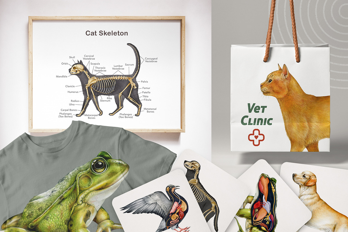Animal Anatomy Study Pack, an Education Illustration by AnitaPol (Photo 19 of 20)