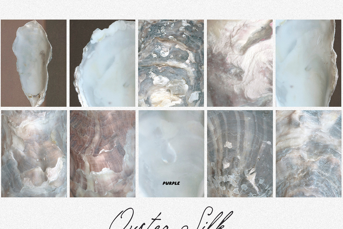 Oyster Silk | Shell Textures, a Background Graphic by Purple (Photo 4 of 8)
