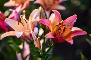 Close-up of beautiful pink and orange lily flowers blooming in the summer garde, a Nature Photo by Rohan Photography