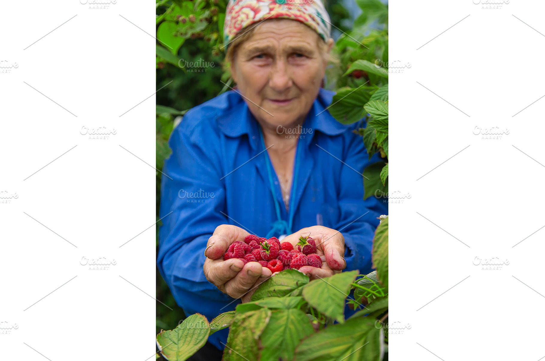 Grandmother harvests raspberries in, a Food & Drink Photo by yanadjana