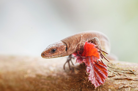 lizard on the grass..