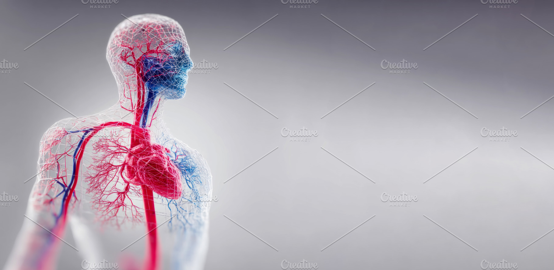 medical rendering of human circulatory system showing heart, vei, a Health & Medical Photo by José Manuel Gelpi