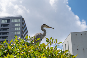 Grey heron perched on bush in Tennoji Park, Osaka, an Animal Photo by GoodGoods