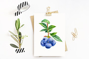 Blueberry, botanical illustration, a Food Illustration by Hanna Hryharenka (Thumbnail 2 of 9)