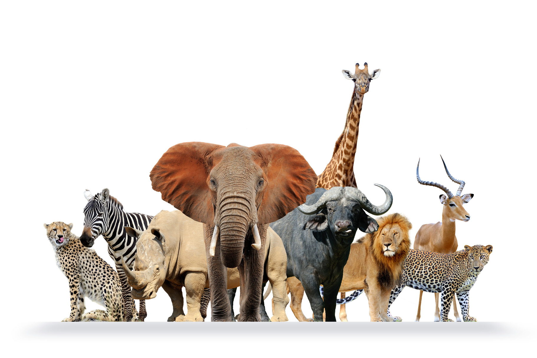 Group Of African Safari Animals Toge Featuring Cheetah, Zebra, And 