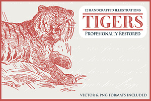 12 Tiger Illustrations