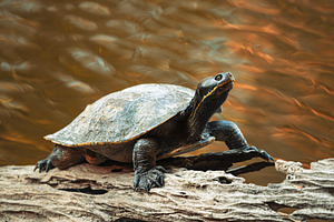 Eastern Short-necked Turtle