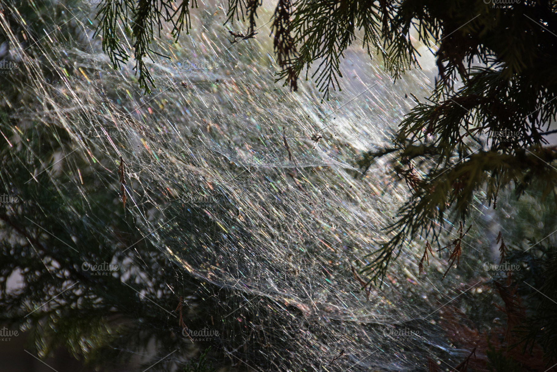 big spider web sunlight reflections, a Nature Photo by sirylok
