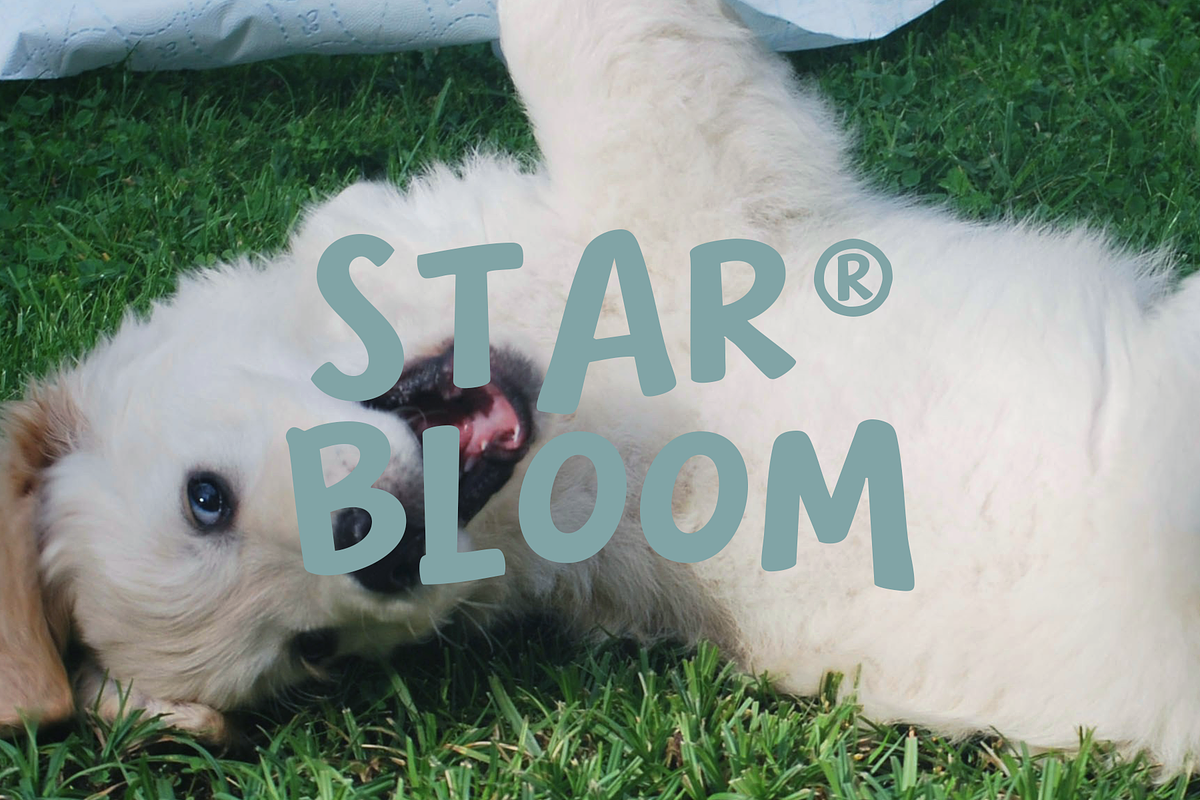 Pimo - Playful Handwritten Font, a Handwritten Font by Indotype Foundry (Photo 8 of 10)