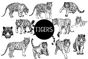 Tigers