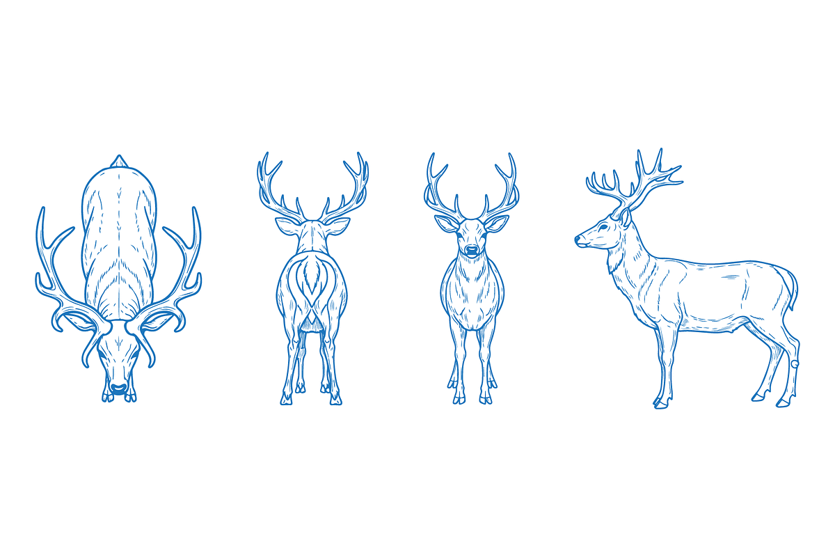 Hand Drawn Deer Illustration, an Animal Illustration by MkStudio