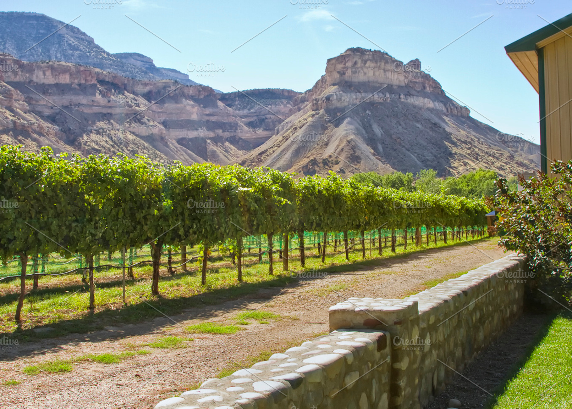 Wine industry in colorado featuring agriculture, colorado, and palisades, a Food & Drink Photo by RodeoPixels WesternImage