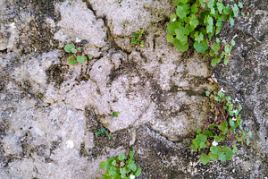 Fern sprouting from stone surface, a Nature Photo by DanFLCreativo