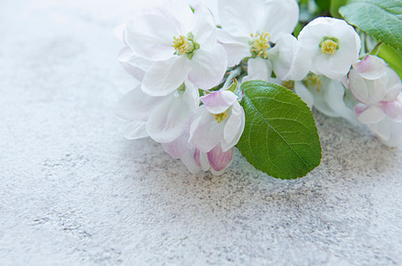 Blossom flowers on gray concrete backdrop., a Nature Photo by Olena Rudo