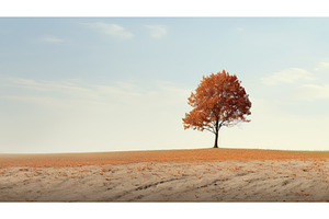 leaf foliage natural leaves solitary, a Nature Photo by pikepicture