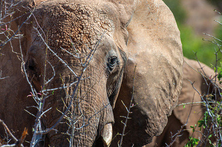 Close up view Elephant. Wild animal portrait in the nature habit, an Animal Photo by Byrdyak
