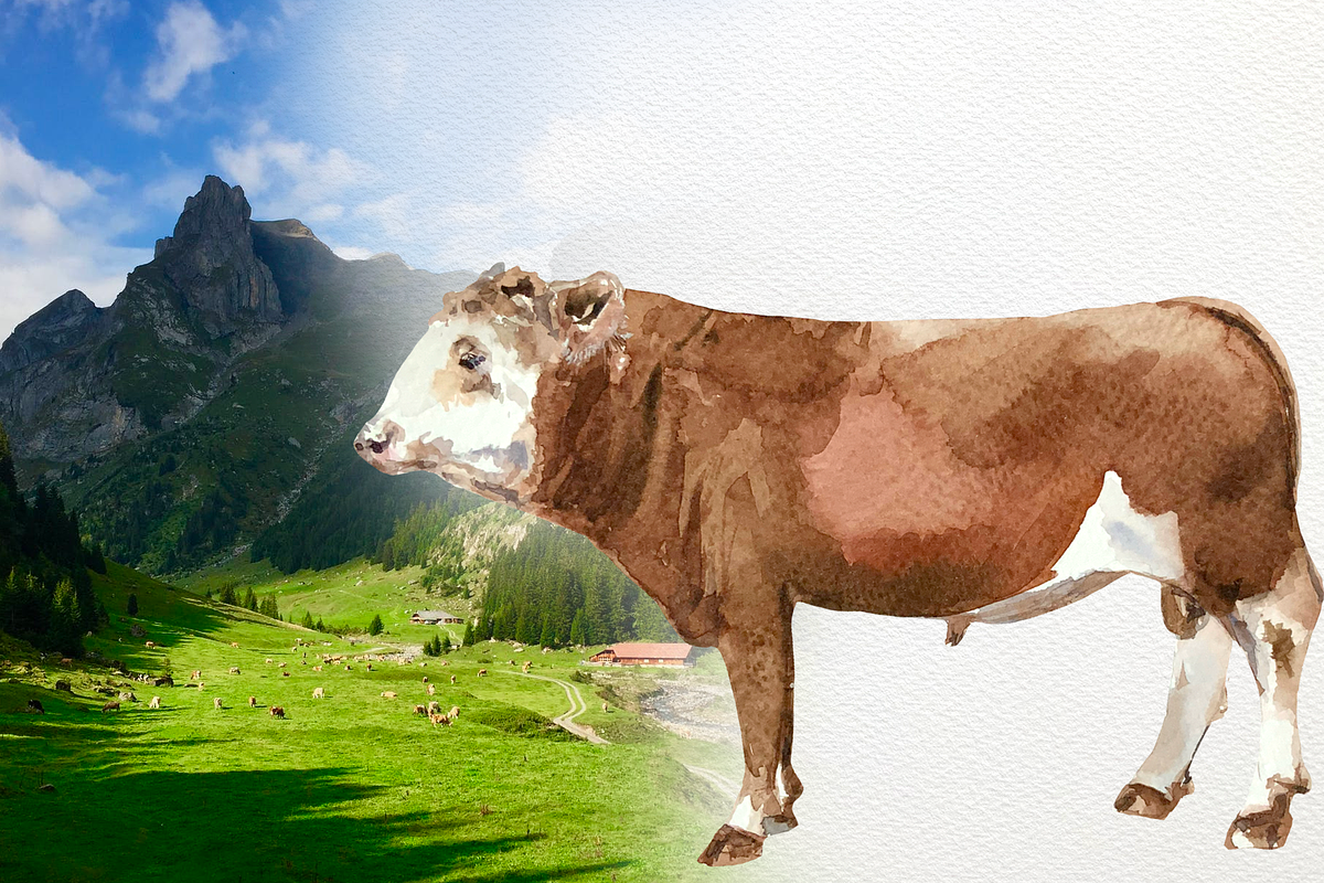 Watercolor Cow Clip arts and Posters, an Animal Illustration by Tati Bordiu (Photo 6 of 8)