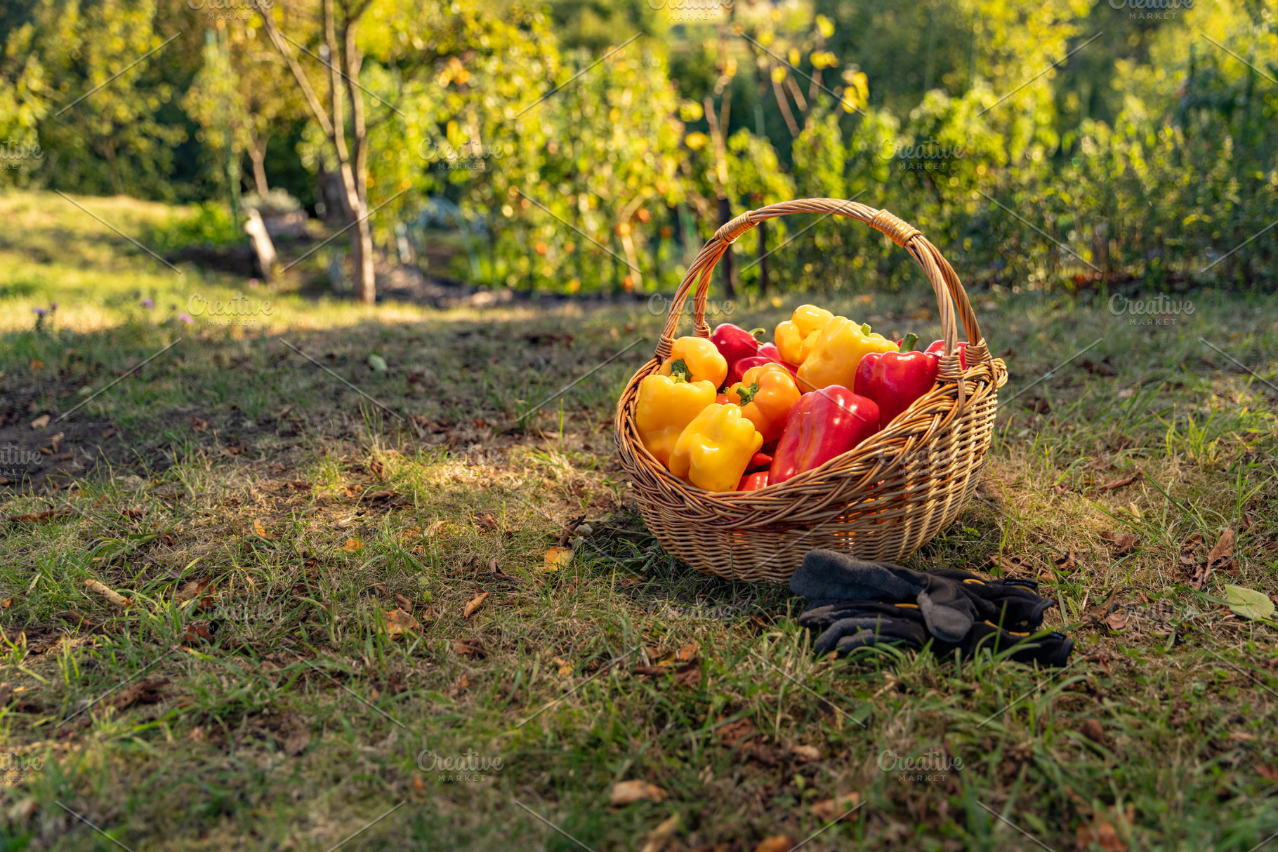 Freshly harvested red and yellow bell peppers, a Photo by Grafvision photography