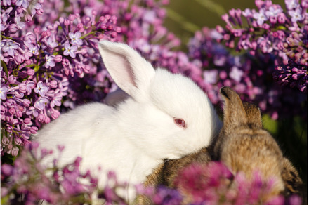 rabbits surrounded by lilac flowers, an Animal Photo by Pakosta