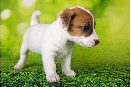 Jack Russell Terrier puppy dog on a, an Animal Photo by COLORFUL