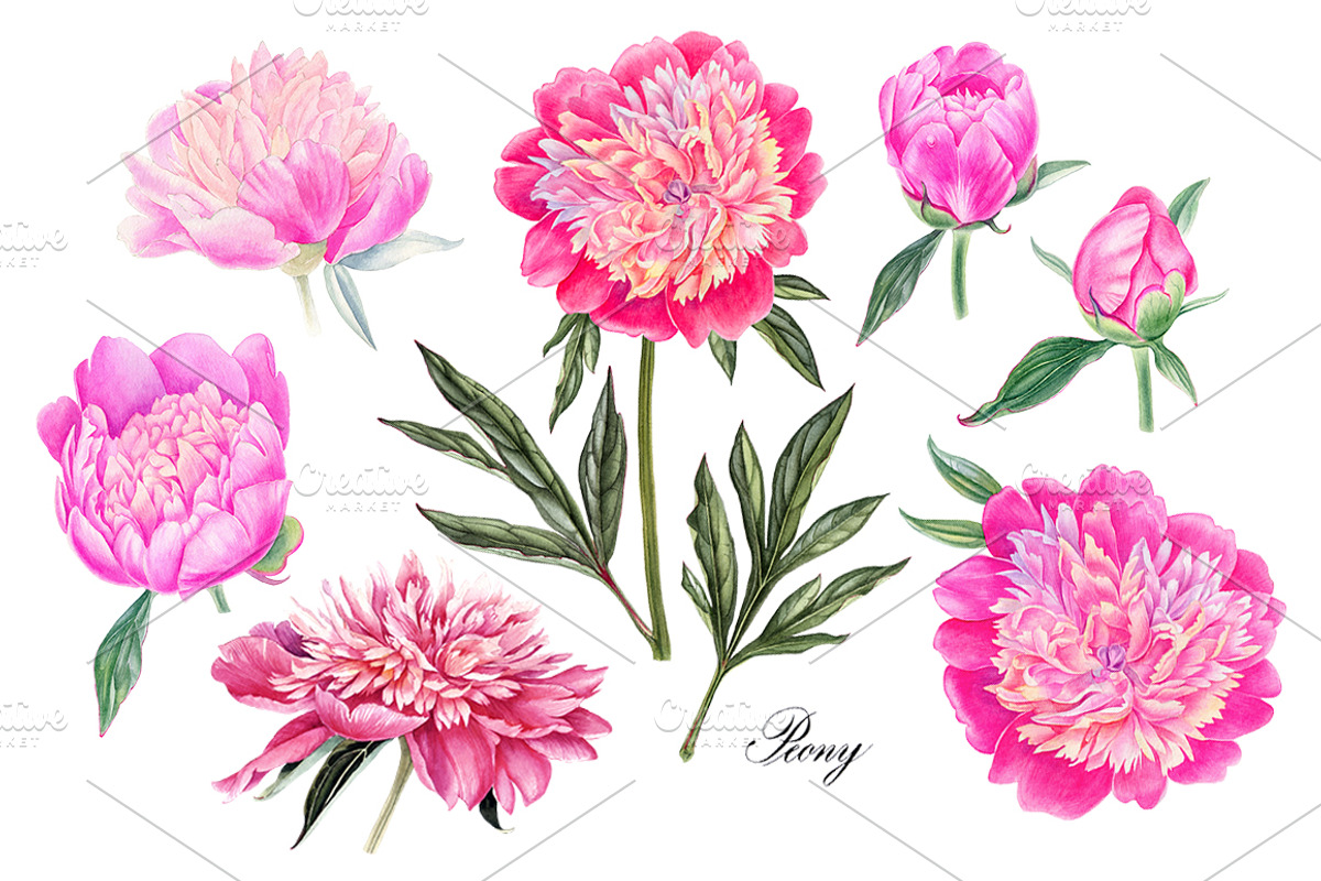 Peonies, a Decorative Illustration by Watercolor life (Photo 2 of 6)