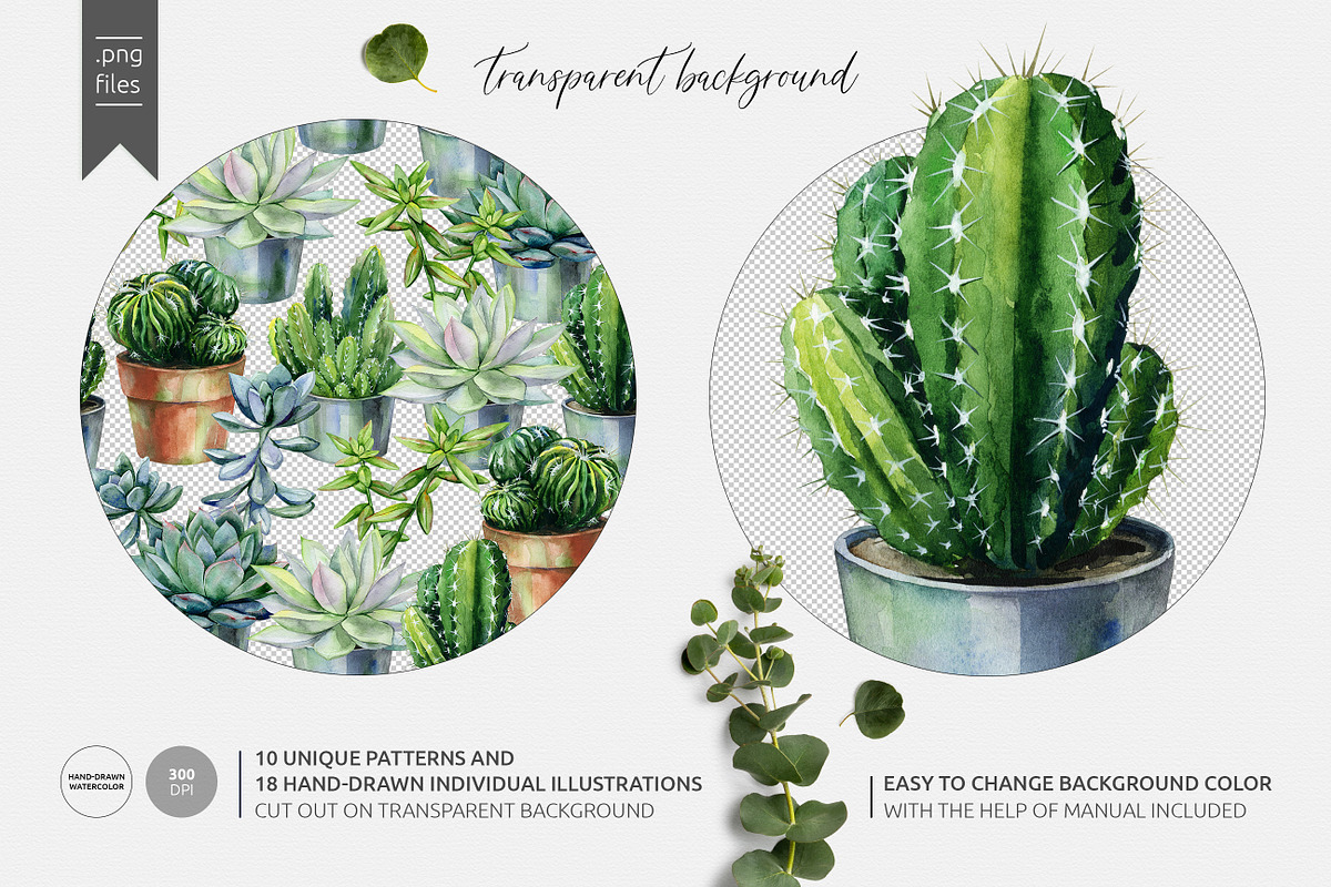 Cacti & Succulents, a Decorative Illustration by Anna Myslivets Art (Photo 2 of 9)