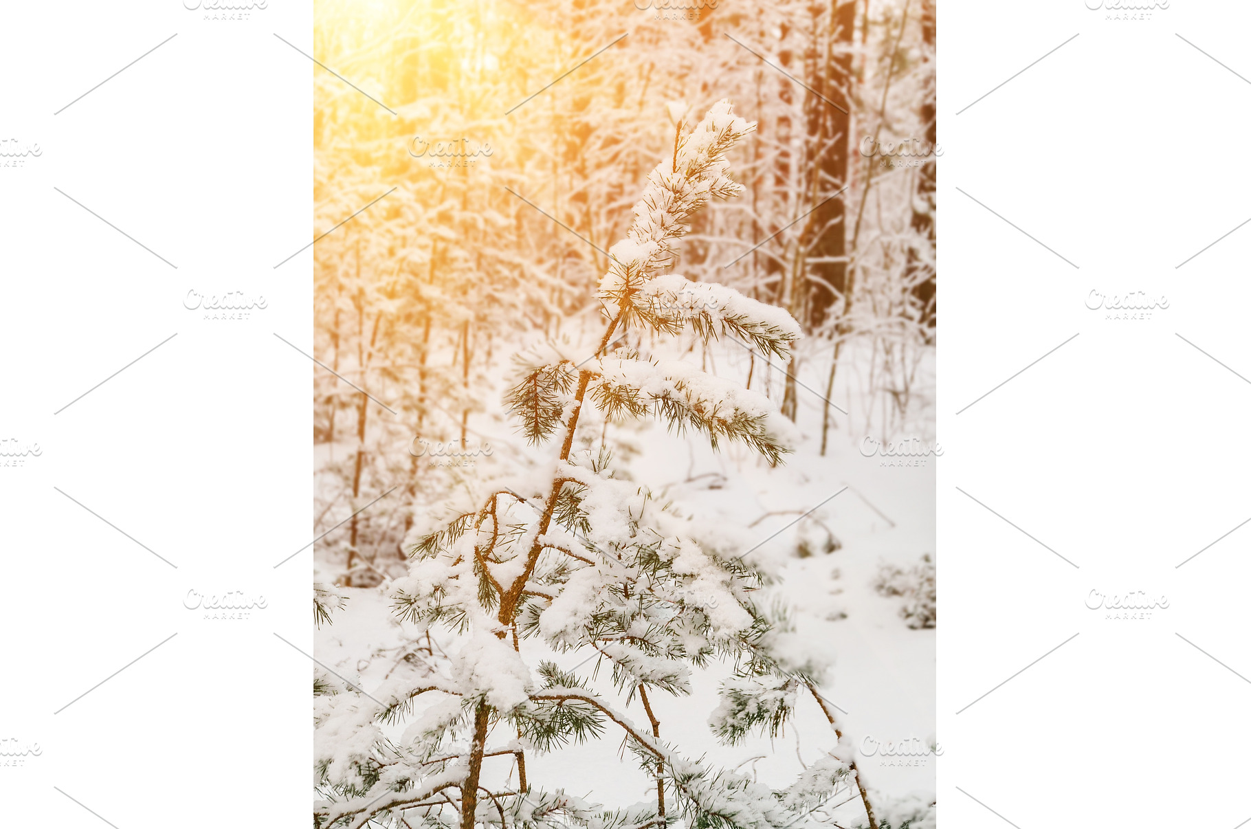 Pine tree branches covered with snow, a Nature Photo by Nature and travel