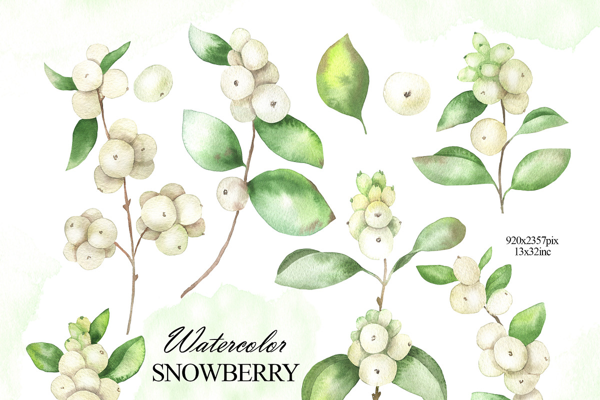 Watercolor snowberry clipart, an Illustration by OlDm_Shop (Photo 2 of 11)