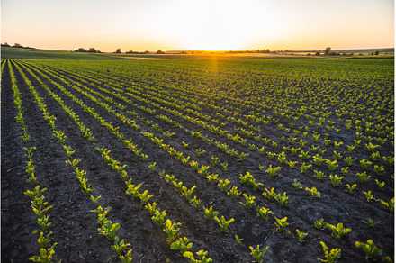 Sugar beets grow in rows on, a Nature Photo by volodymyrshtun13795