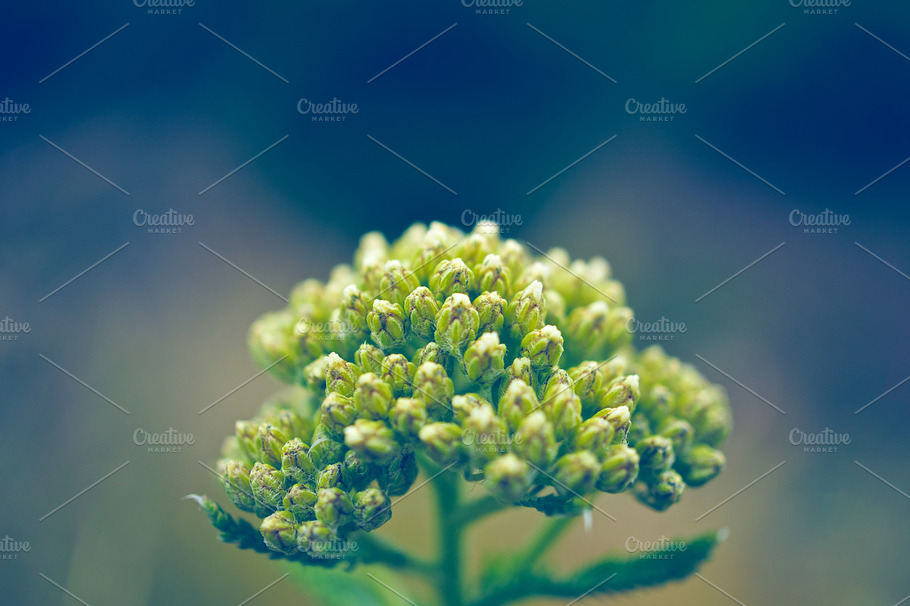 Plant Containing Macro Green And Blue