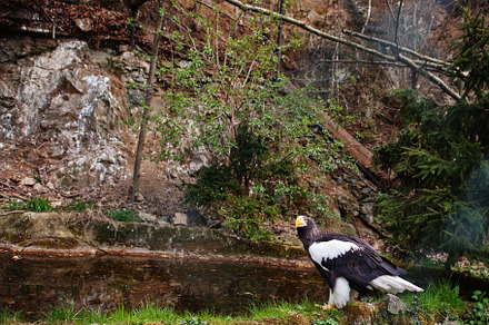 Bald eagle near pound and rocks., an Animal Photo by AS photostudio