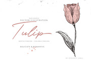VINTAGE TULIP ILLUSTRATION, an Illustration by Friendly Label (Thumbnail 1 of 2)