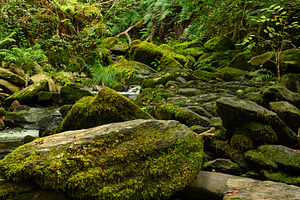 Mountain stream with mossy rocks in, a Nature Photo by Perpis