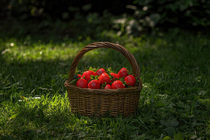 Gathering fresh strawberries in a wo, a Photo by Tanuart