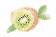 12 Kiwi Fruit Clipart Set, an Illustration by hafijul (Thumbnail 5 of 13)
