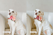 5 Warm LR Presets + Video Filters, a Preset Add-On by TheWayfarerShoppe (Thumbnail 11 of 17)