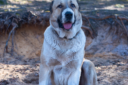 Central Asian sheepdog, Asian Shepherd puppie in the forest, an Animal Photo by MDBildes