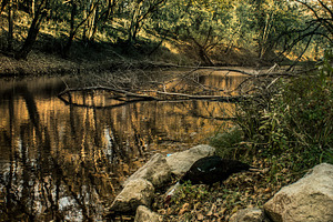 Forest river stock picture